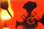 吐ԁuAcid bloom(C-Print)v